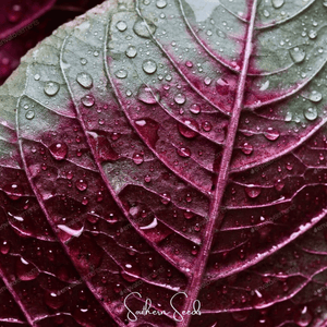 Midnight Red Amaranth Seeds