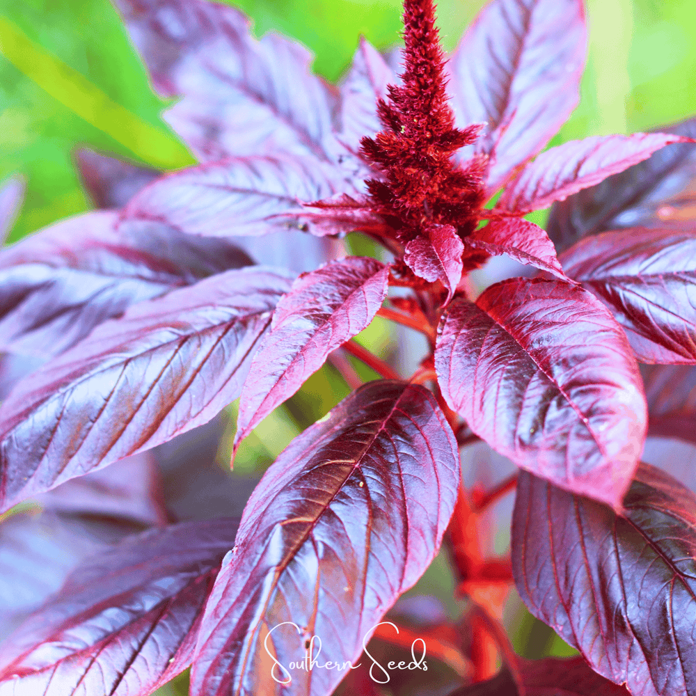 Midnight Red Amaranth Seeds