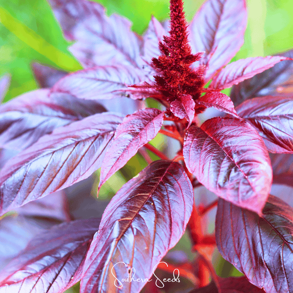 Midnight Red Amaranth Seeds