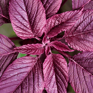 Midnight Red Amaranth Seeds
