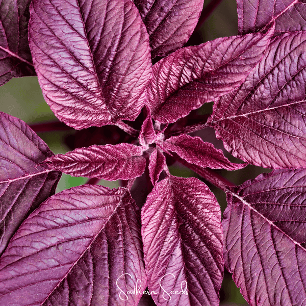 Midnight Red Amaranth Seeds