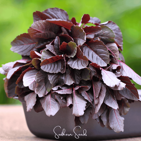 Midnight Red Amaranth Seeds