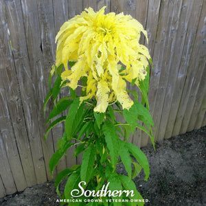 Yellow Amaranth Seeds