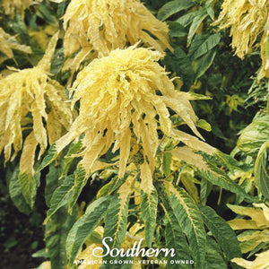 Yellow Amaranth Seeds