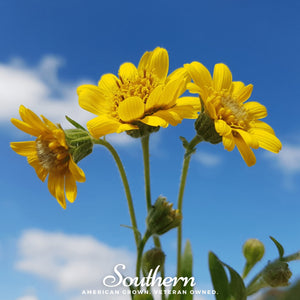 Meadow Arnica Seeds
