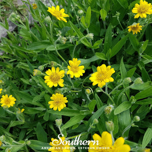Meadow Arnica Seeds