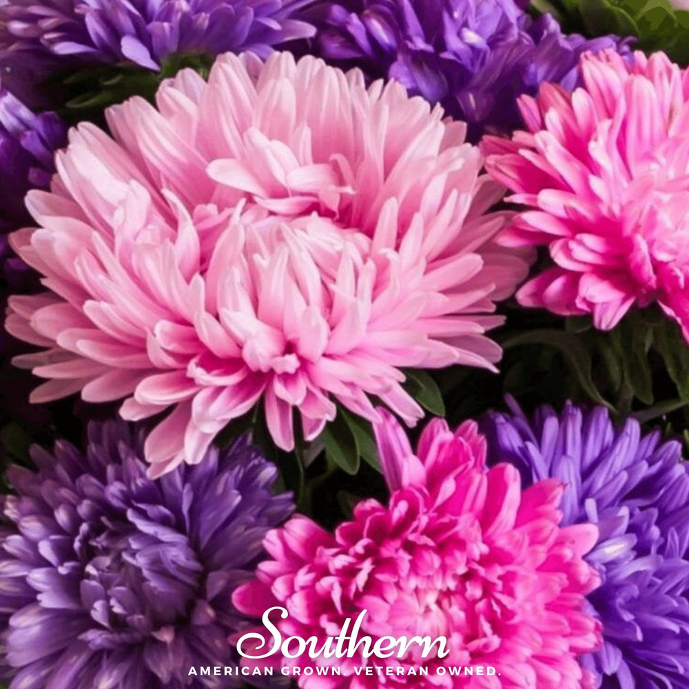 Crego Giant Aster Seed Mix