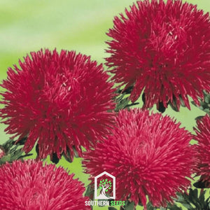 Red Gremlin Aster Seeds