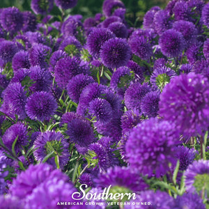 Violet Gremlin Aster Seeds