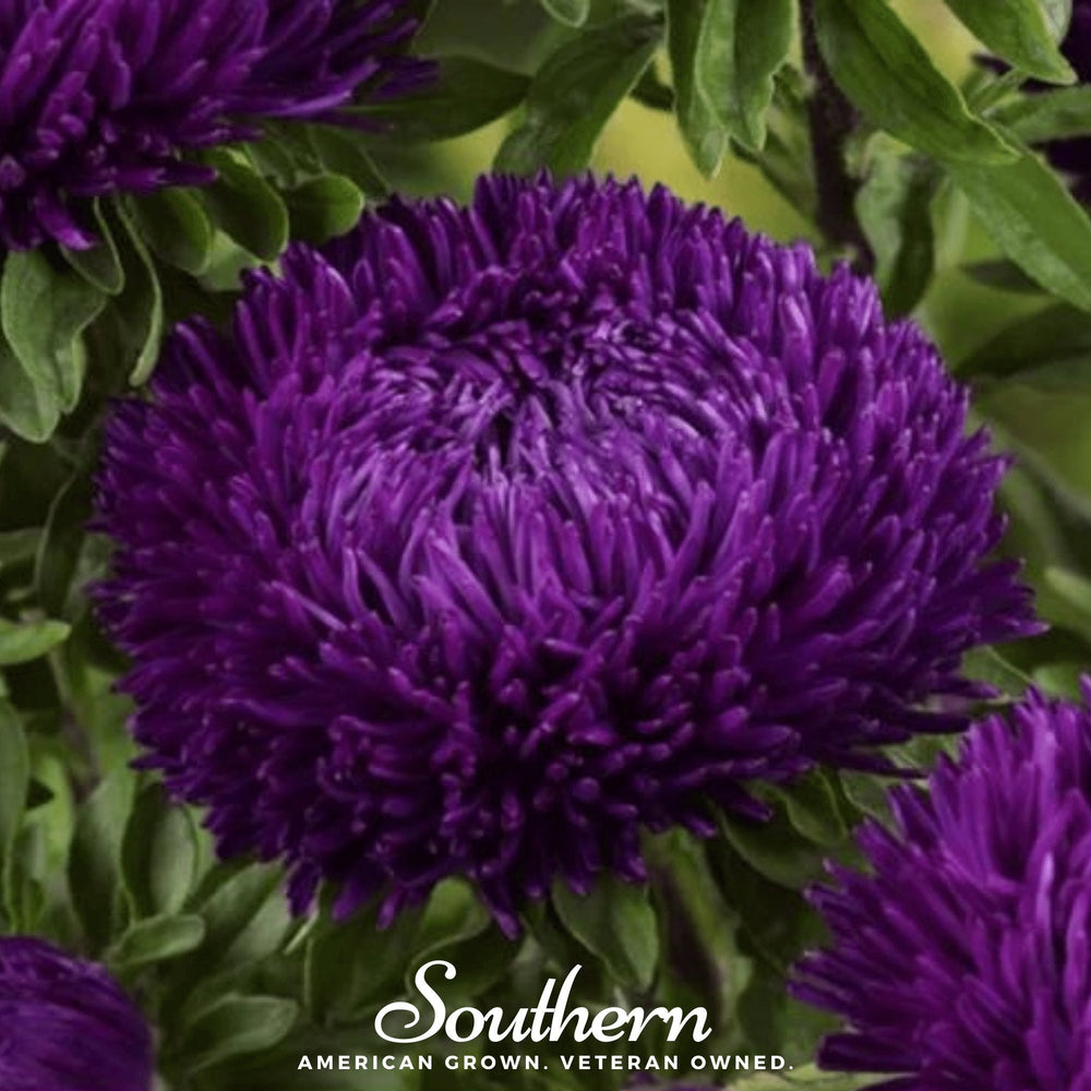 Violet Gremlin Aster Seeds