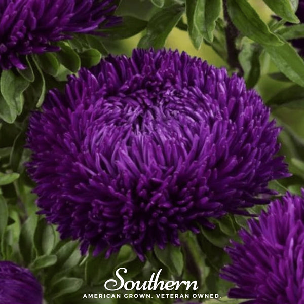 Violet Gremlin Aster Seeds