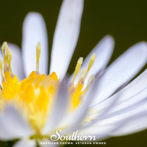Heath White Aster Seeds