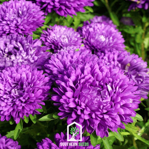 Milady Blue Aster Seeds