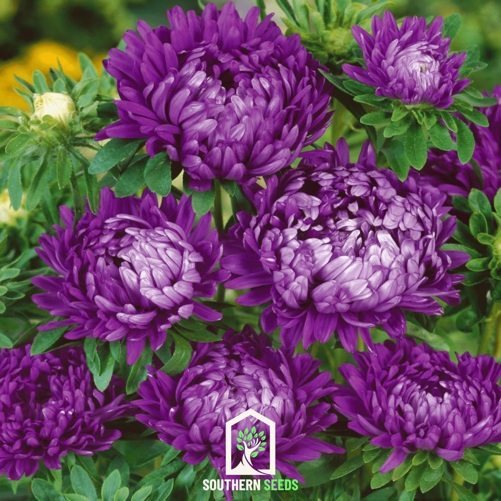 Milady Blue Aster Seeds