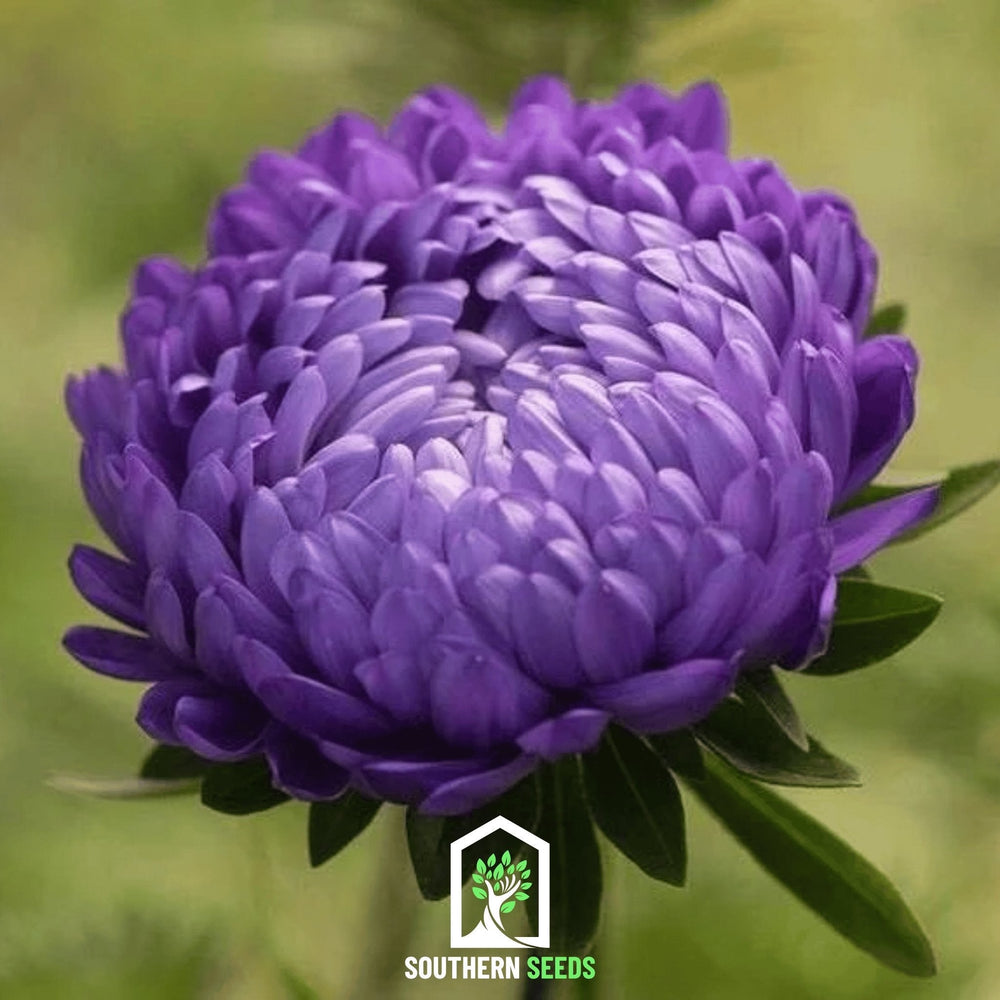 Milady Blue Aster Seeds