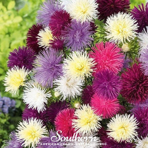 Needle Mix Aster Seeds