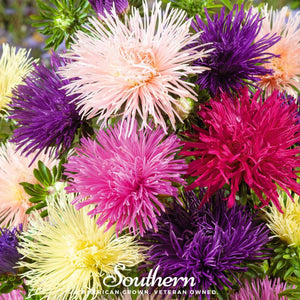 Needle Mix Aster Seeds