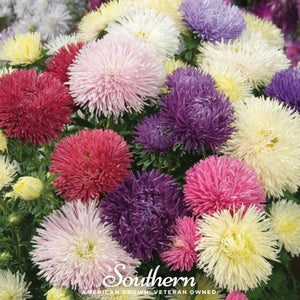Needle Mix Aster Seeds