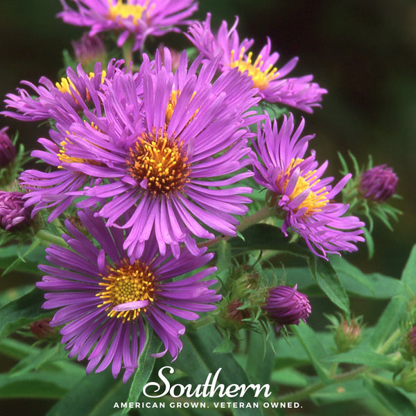New England Aster Seeds