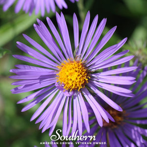New England Aster Seeds