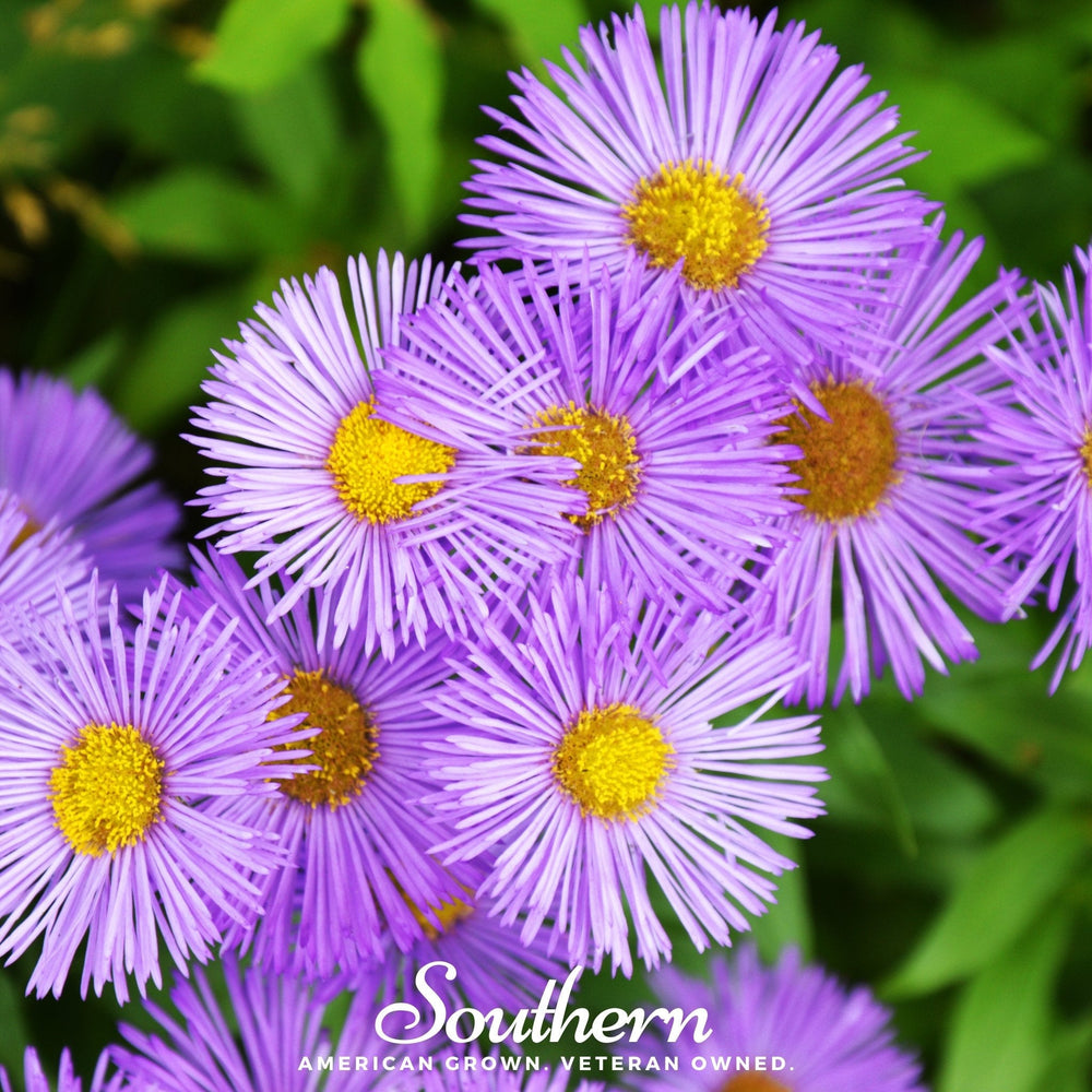 New England Aster Seeds