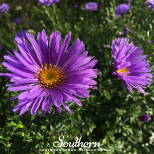New England Aster Seeds