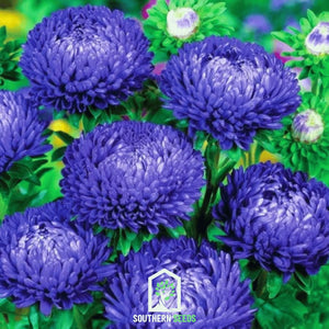Duchess Dark Blue Peony Aster Seeds