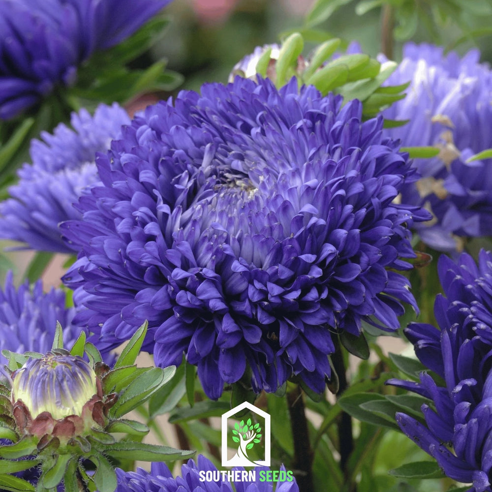 Duchess Dark Blue Peony Aster Seeds