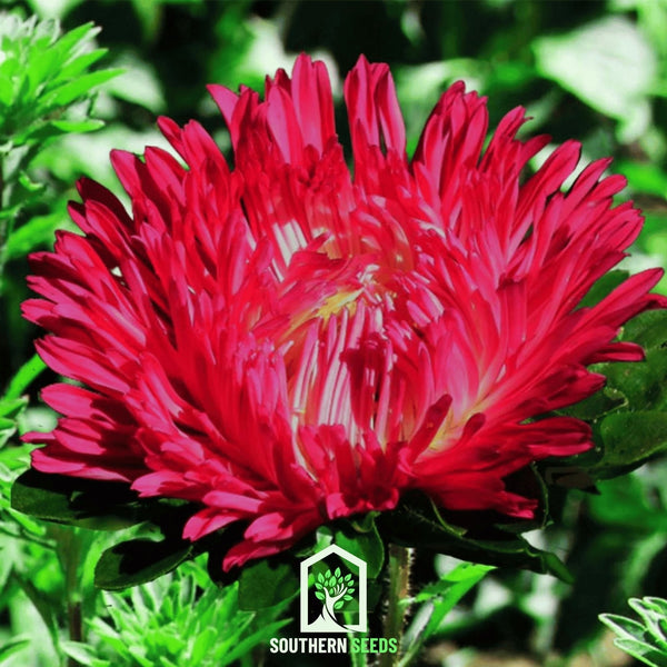 Duchess Scarlet Paeony Aster Seeds