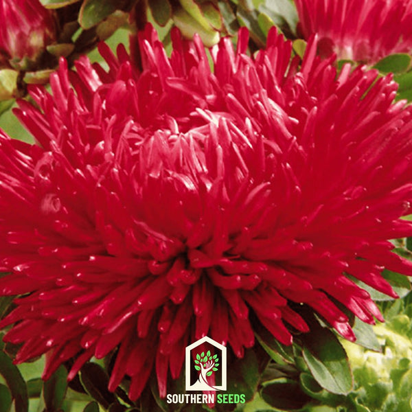 Duchess Scarlet Paeony Aster Seeds