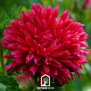 Duchess Scarlet Paeony Aster Seeds