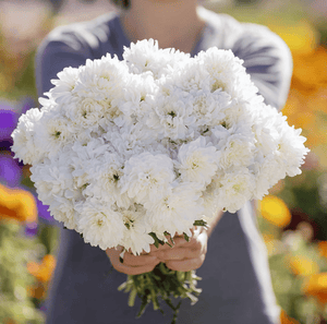 Duchess White Paeony Aster Seeds