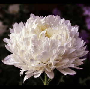 Duchess White Paeony Aster Seeds