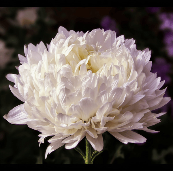 Duchess White Paeony Aster Seeds