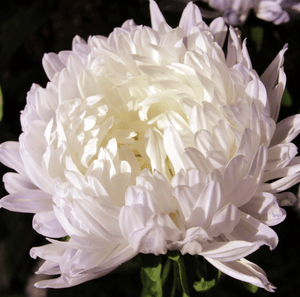 Duchess White Paeony Aster Seeds