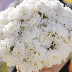 Duchess White Paeony Aster Seeds