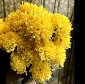 Duchess Yellow Paeony AsterSeeds