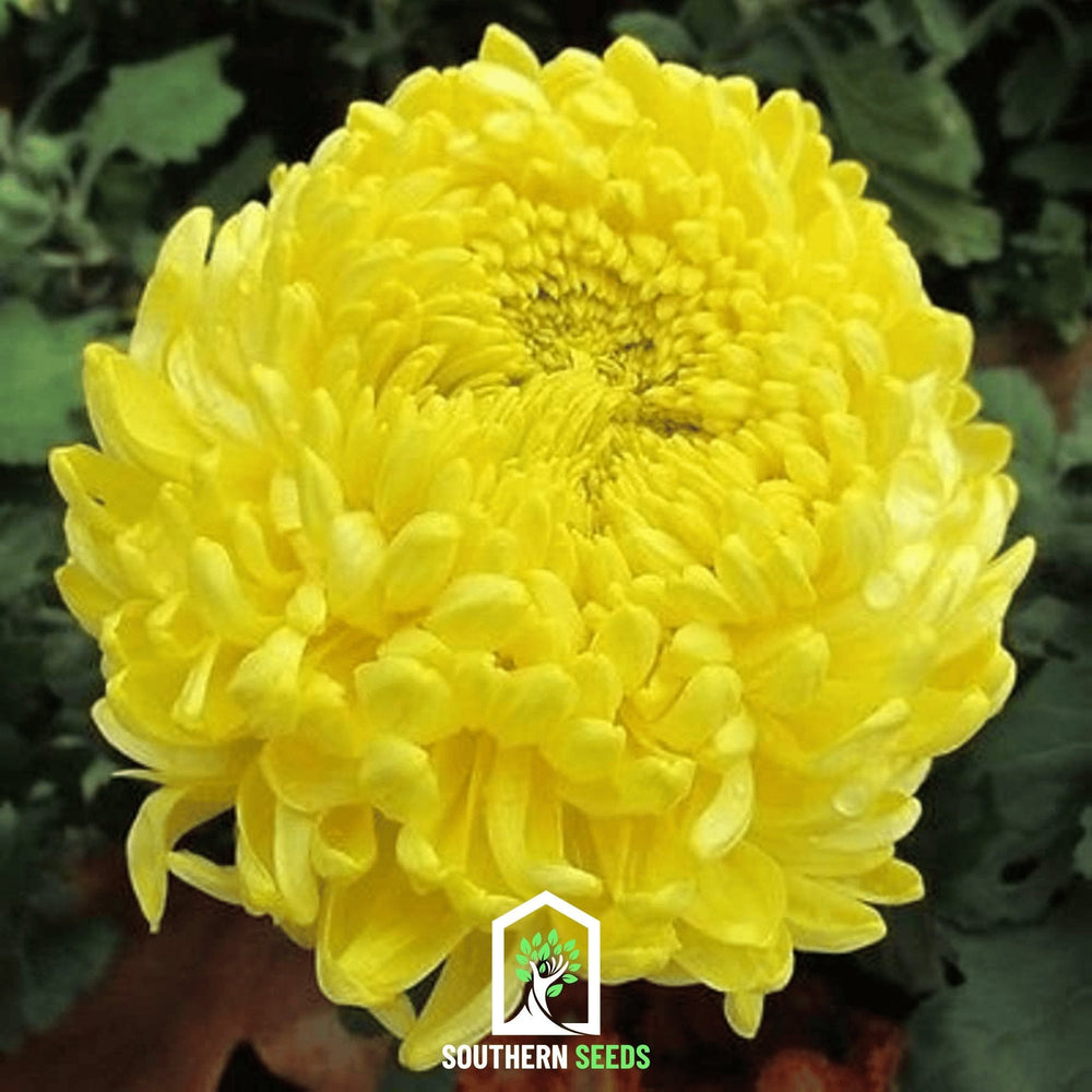 Duchess Yellow Paeony AsterSeeds