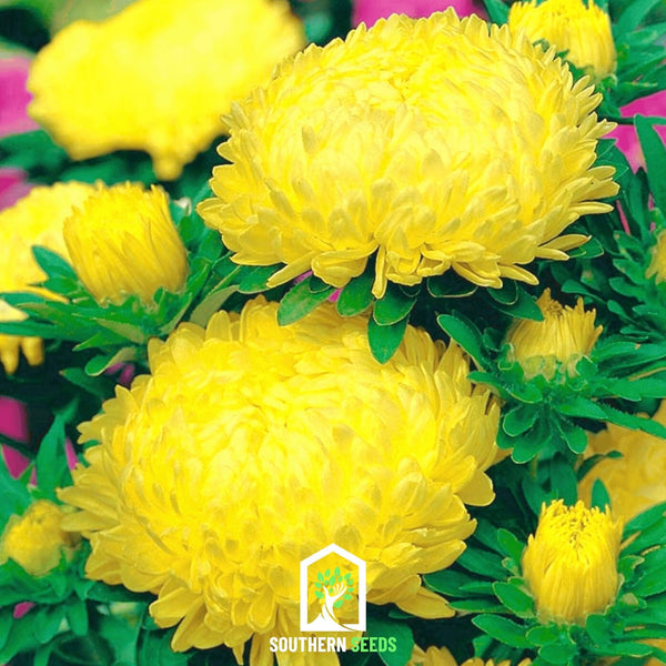 Duchess Yellow Paeony AsterSeeds