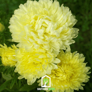Duchess Yellow Paeony AsterSeeds