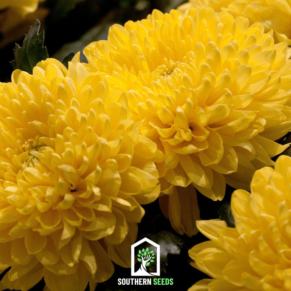 Duchess Yellow Paeony AsterSeeds