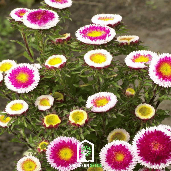 Hi-No-Maru Pompon Aster Seeds