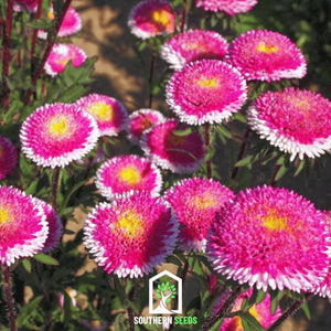 Hi-No-Maru Pompon Aster Seeds