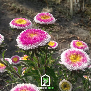 Hi-No-Maru Pompon Aster Seeds