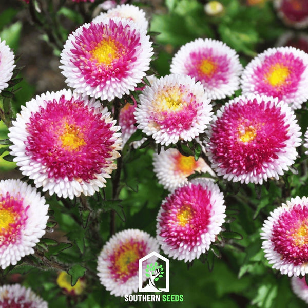 Hi-No-Maru Pompon Aster Seeds