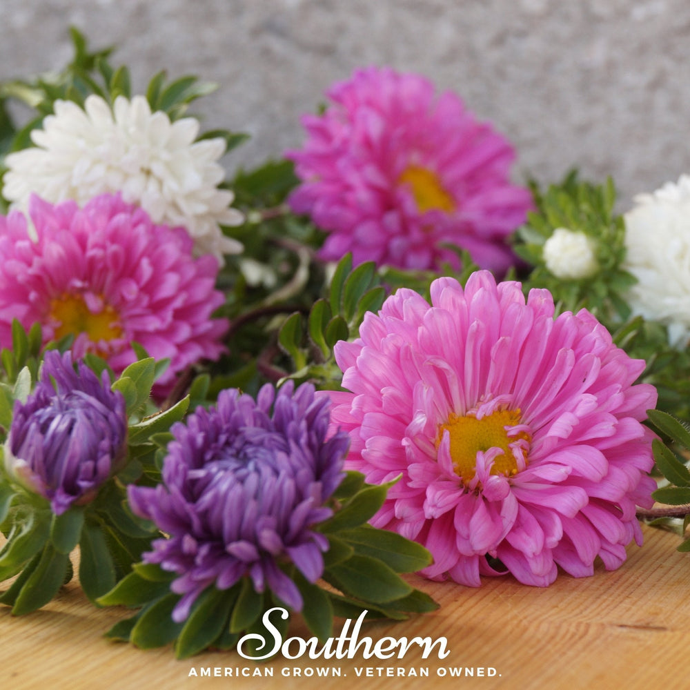 Powder Puff Aster Seeds