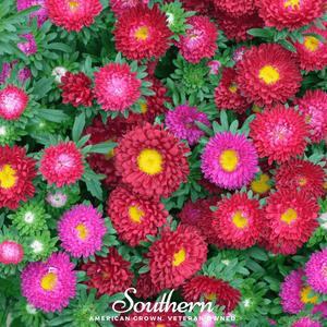 Powder Puff Aster Seeds