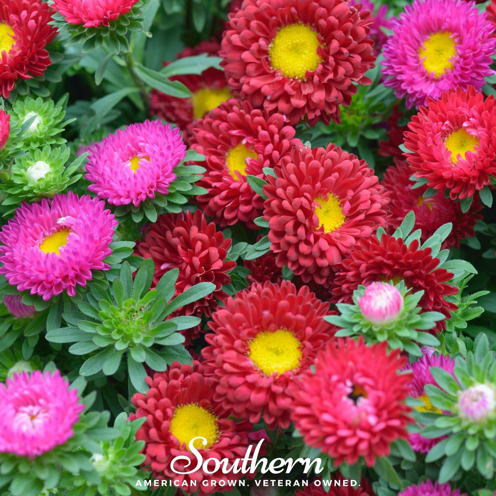 Powder Puff Aster Seeds