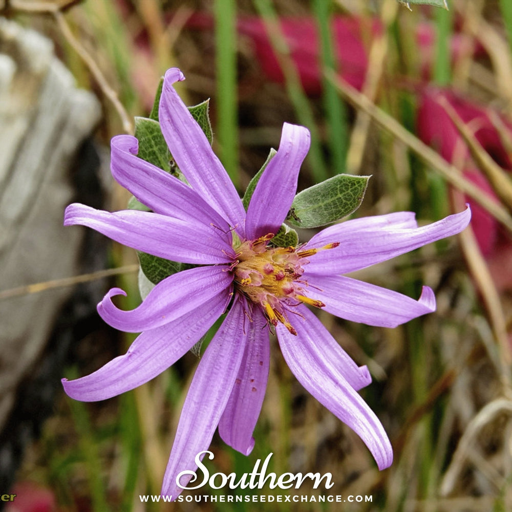 Silky Aster Seeds