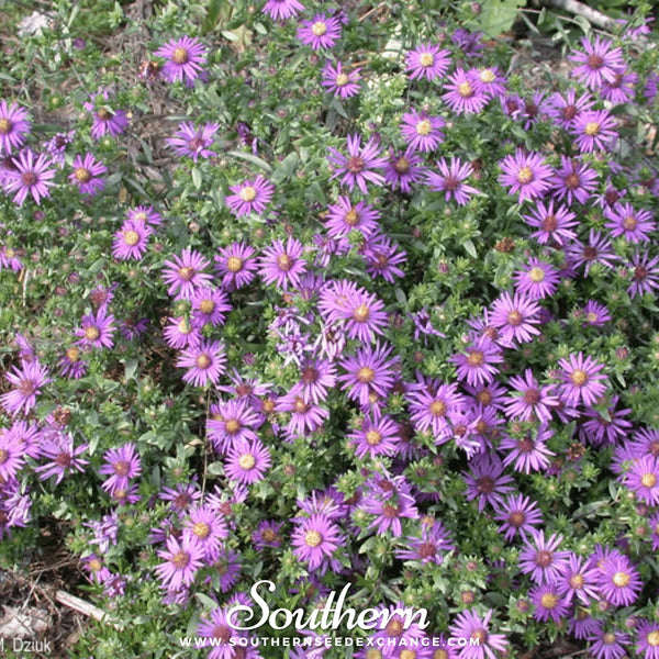 Silky Aster Seeds